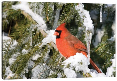 Male Northern Cardinal On Serbian Spruce Plant In Winter At Churchill Wildlife Management Area, Churchill, Manitoba, Canada Canvas Art Print