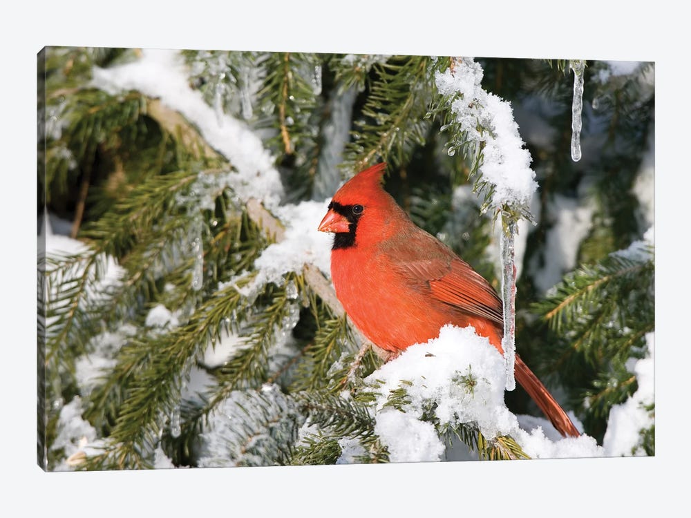 Male Northern Cardinal On Serbian Spruce Plant In Winter At Churchill Wildlife Management Area, Churchill, Manitoba, Canada by Panoramic Images 1-piece Canvas Wall Art