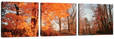 Maple Tree In Autumn, Litchfield Hills, Connecticut, USA Canvas Art Print - Maple Tree Art
