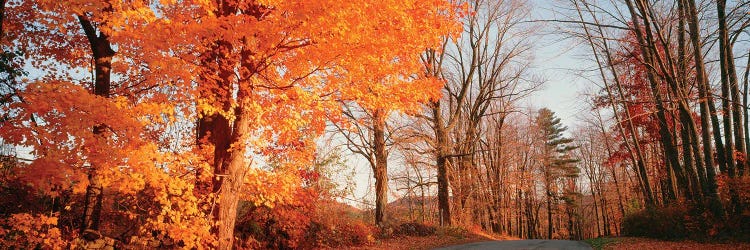 Maple Tree In Autumn, Litchfield Hills, Connecticut, USA