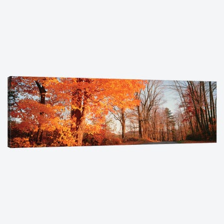 Maple Tree In Autumn, Litchfield Hills, Connecticut, USA Canvas Print #PIM15994} by Panoramic Images Canvas Art Print