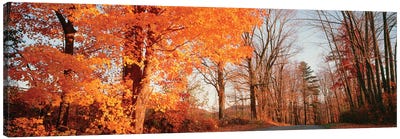 Maple Tree In Autumn, Litchfield Hills, Connecticut, USA Canvas Art Print - Connecticut