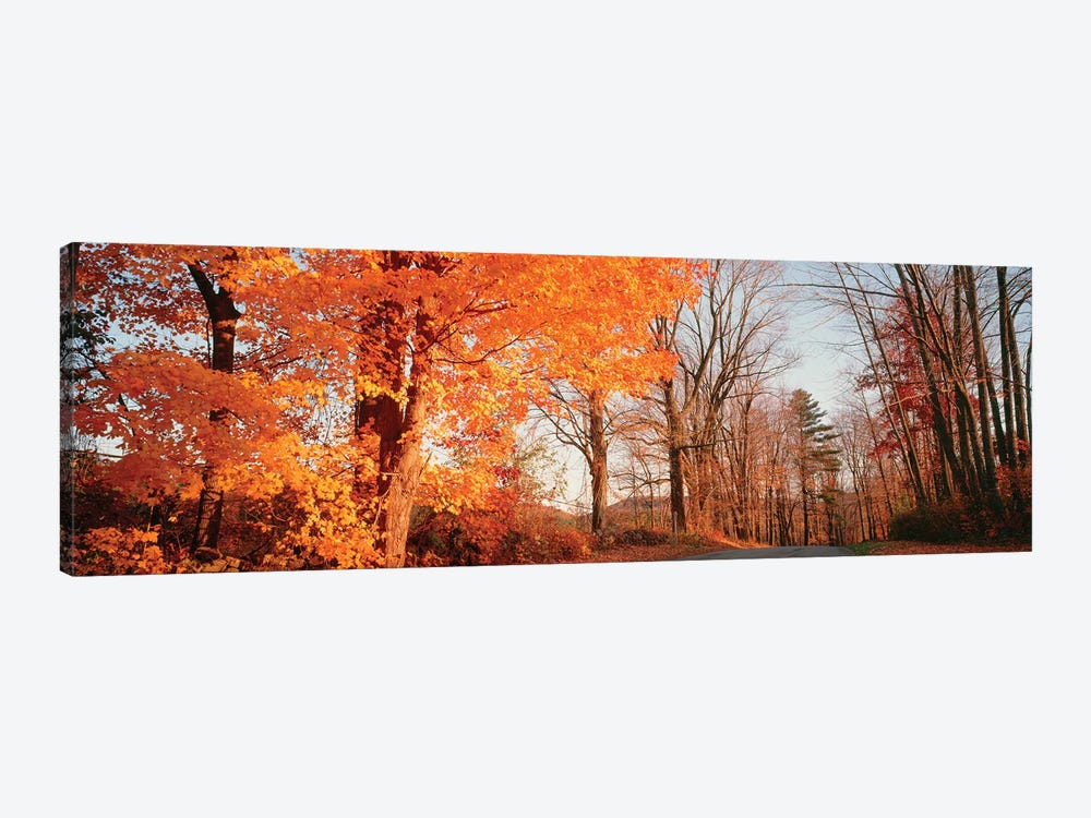 Maple Tree In Autumn, Litchfield Hills, Connecticut, USA by Panoramic Images 1-piece Canvas Print
