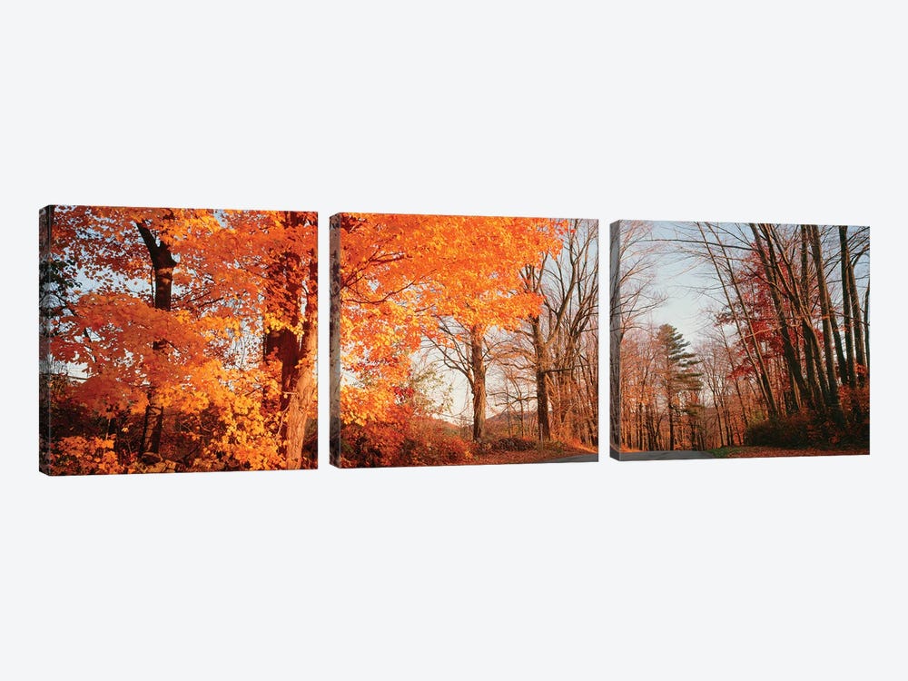 Maple Tree In Autumn, Litchfield Hills, Connecticut, USA by Panoramic Images 3-piece Canvas Art Print