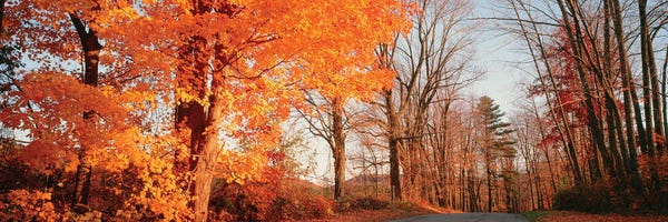 Maple Trees: Maple Tree In Autumn, Litchfield Hills, Connecticut, USA by Panoramic Images