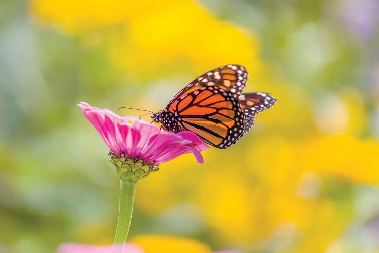 Monarch Butterfly  Perching On Flower, Northeast Harbor, Maine, USA