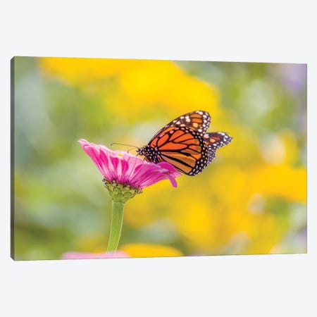 Monarch Butterfly  Perching On Flower, Northeast Harbor, Maine, USA Canvas Print #PIM15997} by Panoramic Images Canvas Print