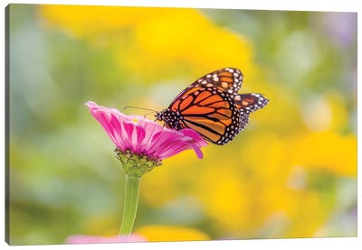 Monarch Butterfly  Perching On Flower, Northeast Harbor, Maine, USA Canvas Art Print - Maine Art
