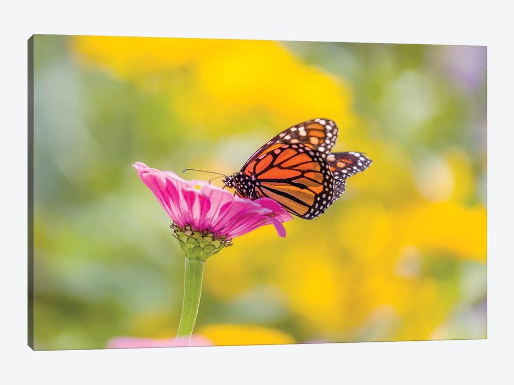 Monarch Butterfly  Perching On Flower, Northeast Harbor, Maine, USA by Panoramic Images 1-piece Canvas Artwork