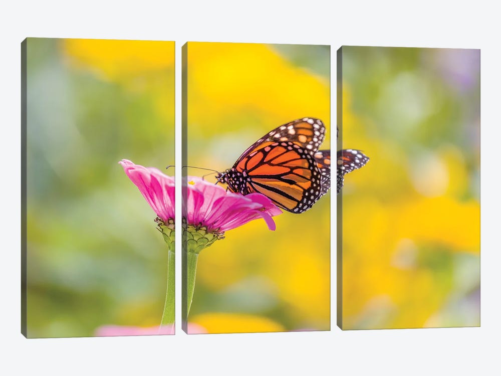 Monarch Butterfly  Perching On Flower, Northeast Harbor, Maine, USA by Panoramic Images 3-piece Canvas Art