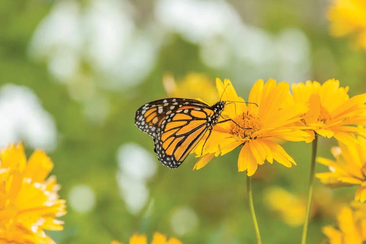 Monarch Butterfly  Perching On Yellow Flower, Northeast Harbor, Maine, USA