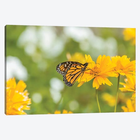 Monarch Butterfly  Perching On Yellow Flower, Northeast Harbor, Maine, USA Canvas Print #PIM15998} by Panoramic Images Canvas Wall Art
