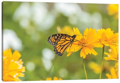 Monarch Butterfly  Perching On Yellow Flower, Northeast Harbor, Maine, USA Canvas Art Print - Maine Art