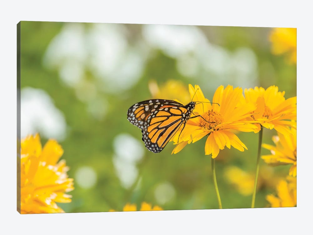 Monarch Butterfly  Perching On Yellow Flower, Northeast Harbor, Maine, USA by Panoramic Images 1-piece Canvas Print