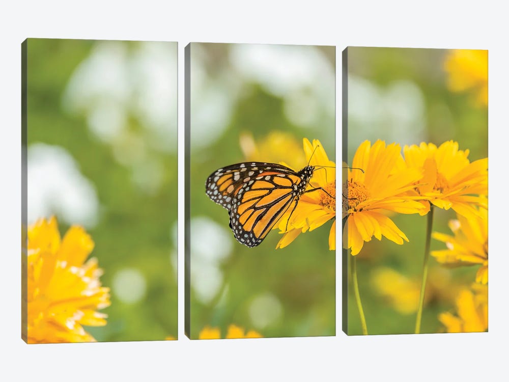 Monarch Butterfly  Perching On Yellow Flower, Northeast Harbor, Maine, USA by Panoramic Images 3-piece Canvas Art Print