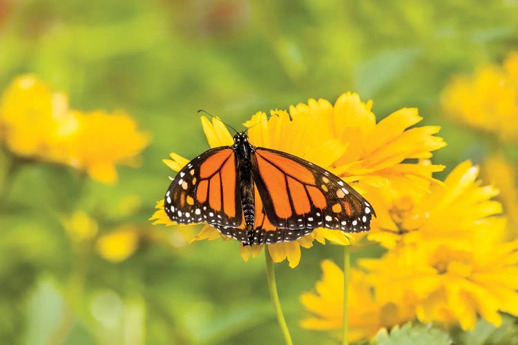 Monarch Butterfly  Perching On Yellow Flower, Northeast Harbor, Maine, USA