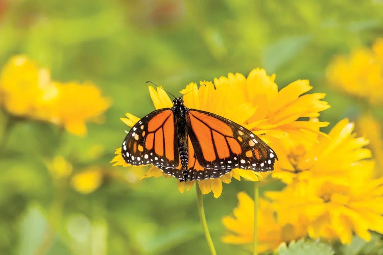 Monarch Butterfly  Perching On Yellow Flower, Northeast Harbor, Maine, USA
