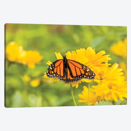 Monarch Butterfly  Perching On Yellow Flower, Northeast Harbor, Maine, USA Canvas Print #PIM15999} by Panoramic Images Canvas Art