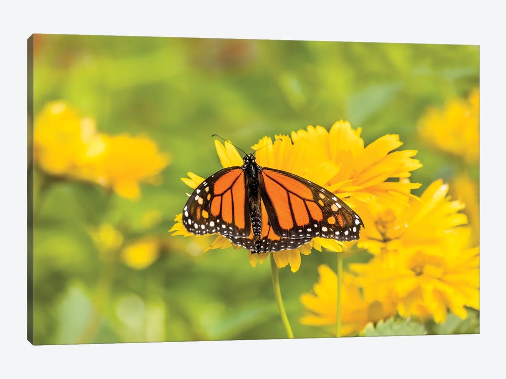 Monarch Butterfly  Perching On Yellow Flower, Northeast Harbor, Maine, USA by Panoramic Images 1-piece Canvas Art