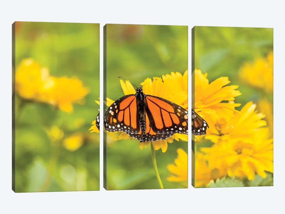 Monarch Butterfly  Perching On Yellow Flower, Northeast Harbor, Maine, USA by Panoramic Images 3-piece Canvas Artwork