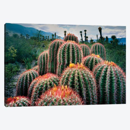 Nature Photograph Of Cacti , Chihuahuan Desert, Tamaulipas, Mexico Canvas Print #PIM16003} by Panoramic Images Canvas Wall Art