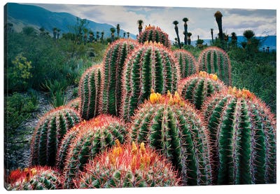 Nature Photograph Of Cacti , Chihuahuan Desert, Tamaulipas, Mexico Canvas Art Print - Mexico Art