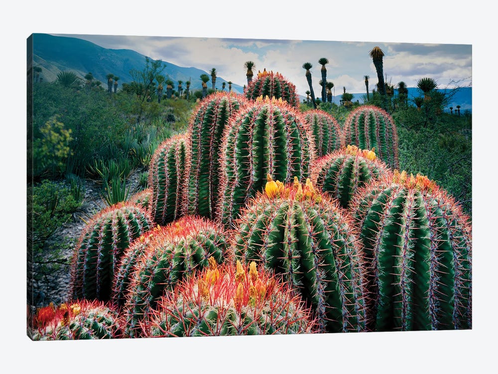 Nature Photograph Of Cacti , Chihuahuan Desert, Tamaulipas, Mexico by Panoramic Images 1-piece Art Print