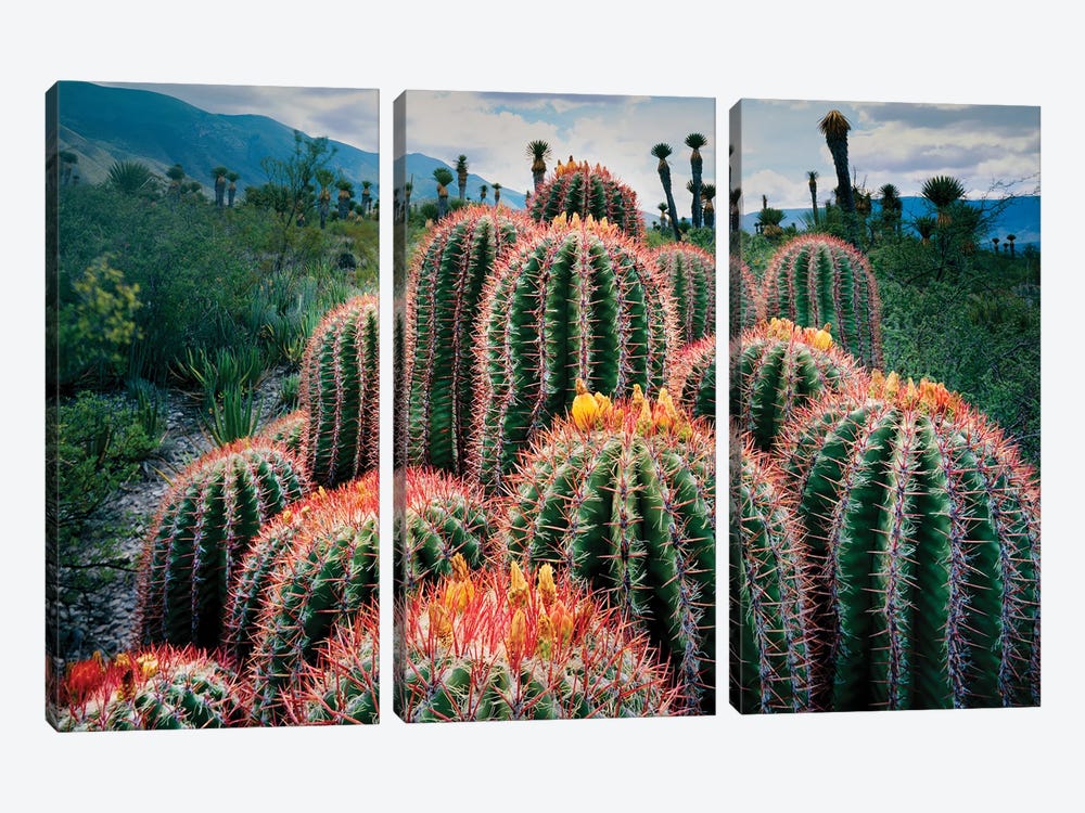 Nature Photograph Of Cacti , Chihuahuan Desert, Tamaulipas, Mexico by Panoramic Images 3-piece Art Print