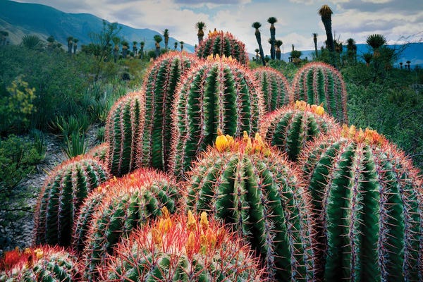 Mexico: Nature Photograph Of Cacti , Chihuahuan Desert, Tamaulipas, Mexico by Panoramic Images