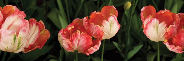 Parrot Tulips In Skagit Valley, Washington, USA