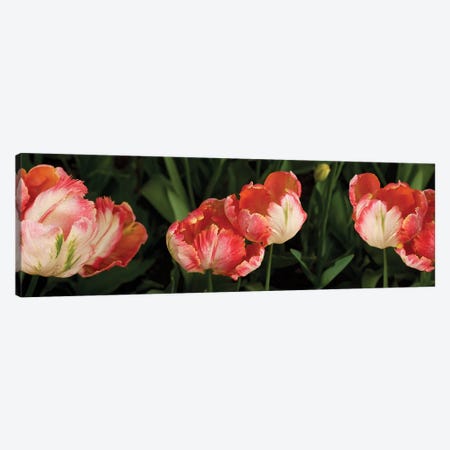 Parrot Tulips In Skagit Valley, Washington, USA Canvas Print #PIM16005} by Panoramic Images Canvas Print