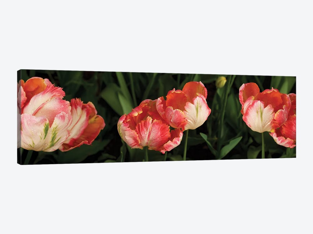Parrot Tulips In Skagit Valley, Washington, USA by Panoramic Images 1-piece Canvas Print