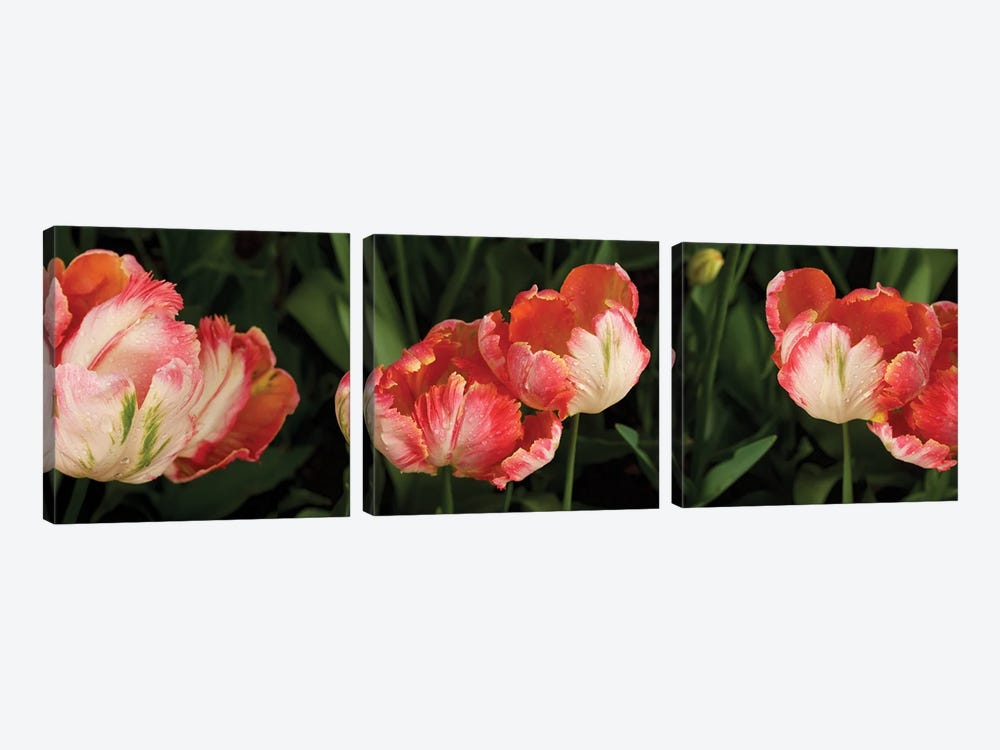 Parrot Tulips In Skagit Valley, Washington, USA by Panoramic Images 3-piece Canvas Art Print