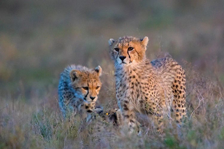 Photograph Of Two Cheetahs , Ngorongoro Conservation Area, Tanzania, Africa