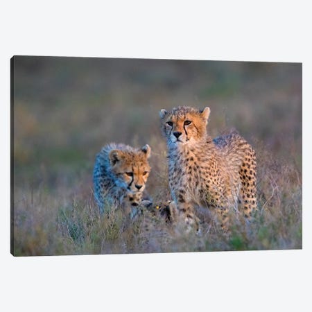 Photograph Of Two Cheetahs , Ngorongoro Conservation Area, Tanzania, Africa Canvas Print #PIM16006} by Panoramic Images Canvas Print