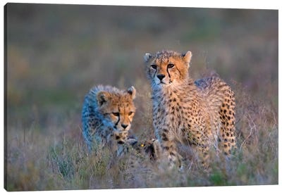 Photograph Of Two Cheetahs , Ngorongoro Conservation Area, Tanzania, Africa Canvas Art Print - Tanzania