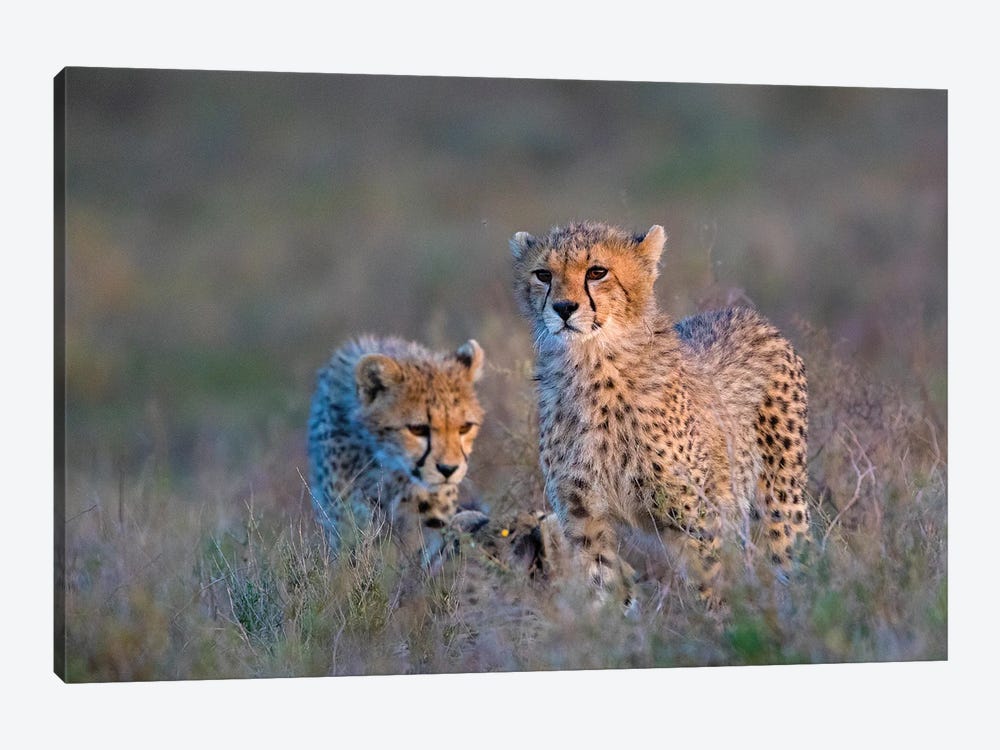 Photograph Of Two Cheetahs , Ngorongoro Conservation Area, Tanzania, Africa 1-piece Canvas Art