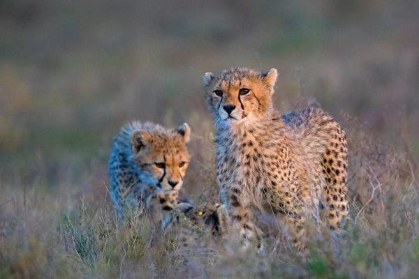 Tanzania: Photograph Of Two Cheetahs , Ngorongoro Conservation Area, Tanzania, Africa by Panoramic Images