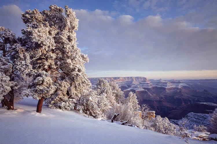 Pinyon Pine Trees Covered In Snow In Winter, South Rim, Grand Canyon National Park, Arizona, USA