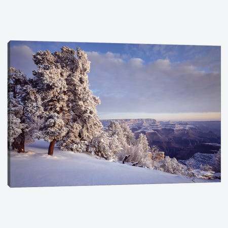 Pinyon Pine Trees Covered In Snow In Winter, South Rim, Grand Canyon National Park, Arizona, USA Canvas Print #PIM16009} by Panoramic Images Canvas Art