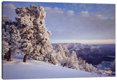 Pinyon Pine Trees Covered In Snow In Winter, South Rim, Grand Canyon National Park, Arizona, USA Canvas Art Print - Canyon Art