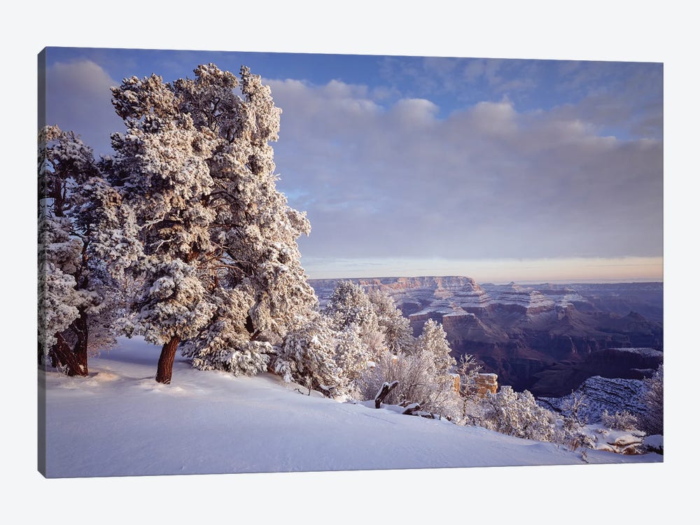 Pinyon Pine Trees Covered In Snow In Winter, South Rim, Grand Canyon National Park, Arizona, USA by Panoramic Images 1-piece Canvas Art Print