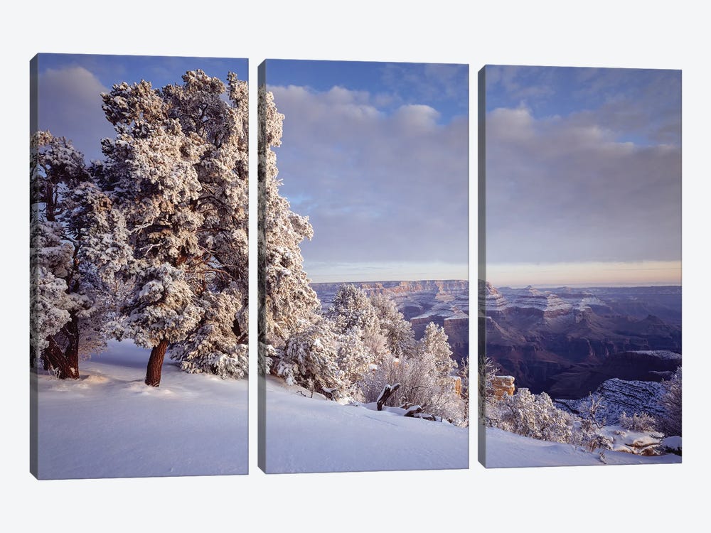 Pinyon Pine Trees Covered In Snow In Winter, South Rim, Grand Canyon National Park, Arizona, USA by Panoramic Images 3-piece Canvas Art Print
