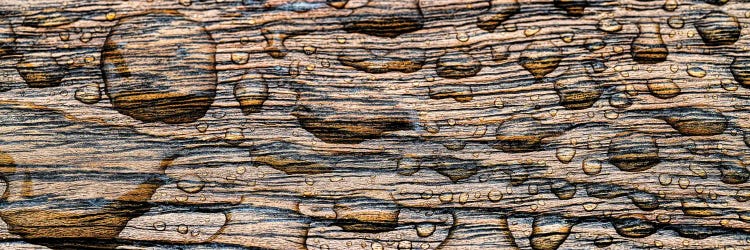 Raindrop On Wood, California, USA