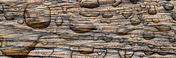 Tree Close-Ups: Raindrop On Wood, California, USA by Panoramic Images