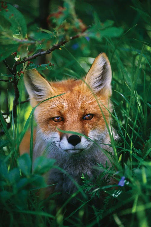 Red Fox  Laying Hidden In Grass, Portrait, Denali National Park, Alaska, USA