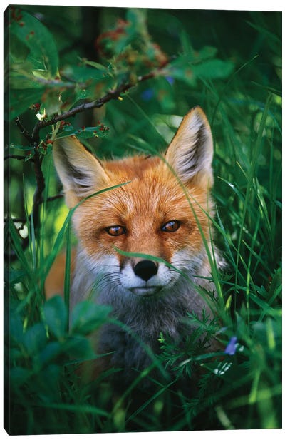 Red Fox  Laying Hidden In Grass, Portrait, Denali National Park, Alaska, USA Canvas Art Print - Denali National Park & Preserve Art