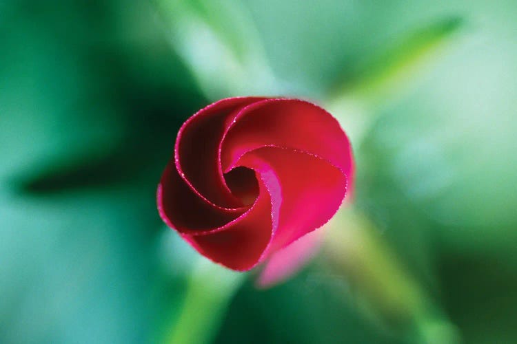 Red Rose Bud Blooming, Selective Focus