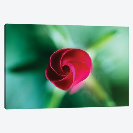 Red Rose Bud Blooming, Selective Focus Canvas Print #PIM16013} by Panoramic Images Art Print