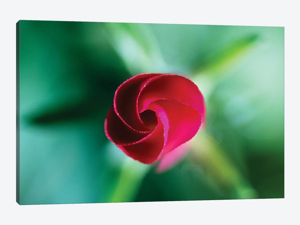 Red Rose Bud Blooming, Selective Focus by Panoramic Images 1-piece Canvas Artwork